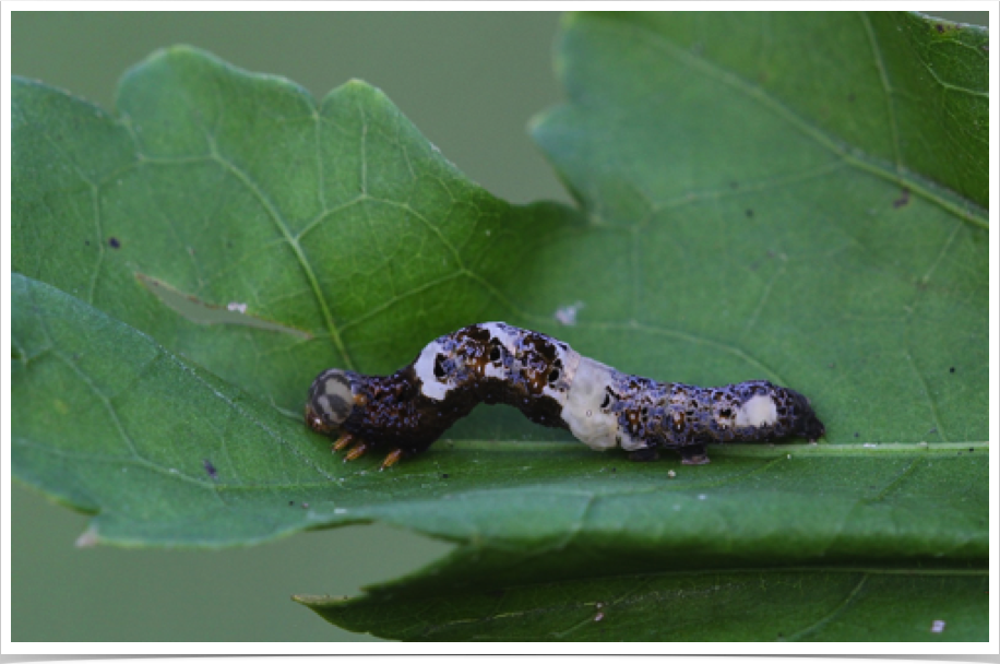 Plusiodonta compressipalpis
Moonseed Moth
Lawrence County, Alabama